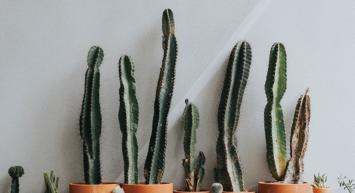 深圳食品包裝設計 深圳食品包裝設計