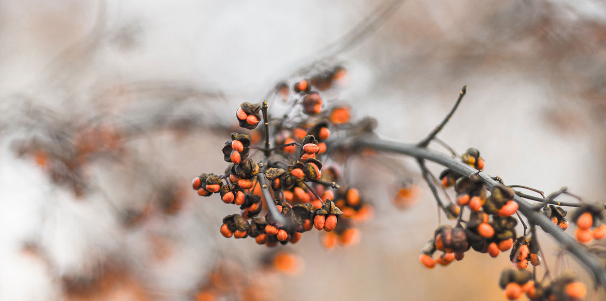 品牌策略全案設(shè)計