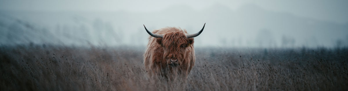 品牌全案設(shè)計公司